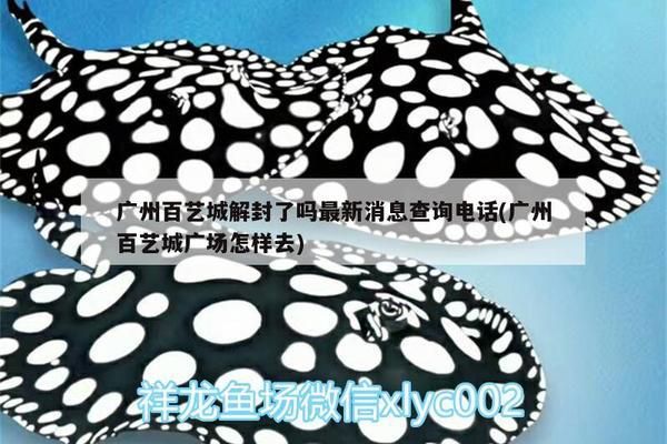 肇庆龙鱼vs肇庆水族批发市场vs肇庆水族馆vs肇庆鱼缸批发市场vs祥龙鱼场：肇庆鱼缸批发市场价格 祥龙鱼场各市分站 第3张