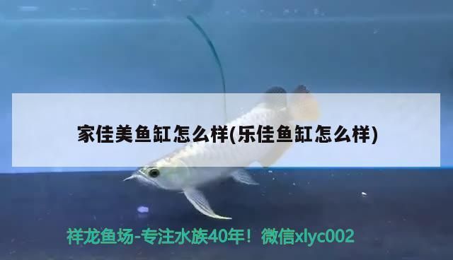 昆明龙鱼vs昆明水族批发市场vs昆明水族馆vs昆明鱼缸批发市场vs祥龙鱼场：昆明地区的水族市场 祥龙鱼场各市分站 第4张