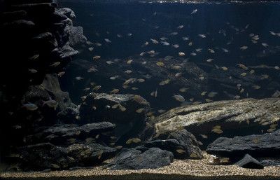 龙鱼灯用什么颜色：龙灯使用的颜色及其寓意 水族问答 第1张