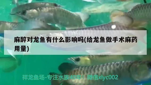 龙鱼麻药用量多少vs祥龙鱼场：祥龙鱼场信誉评价龙鱼用药剂量计算龙鱼麻醉安全标准 vs祥龙鱼场 第4张