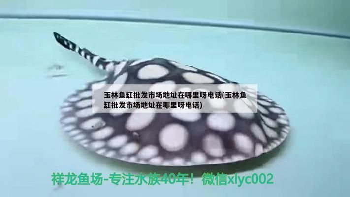 玉林龙鱼vs玉林水族批发市场vs玉林水族馆vs玉林鱼缸批发市场vs祥龙鱼场：玉林水族批发市场 祥龙鱼场各市分站 第2张