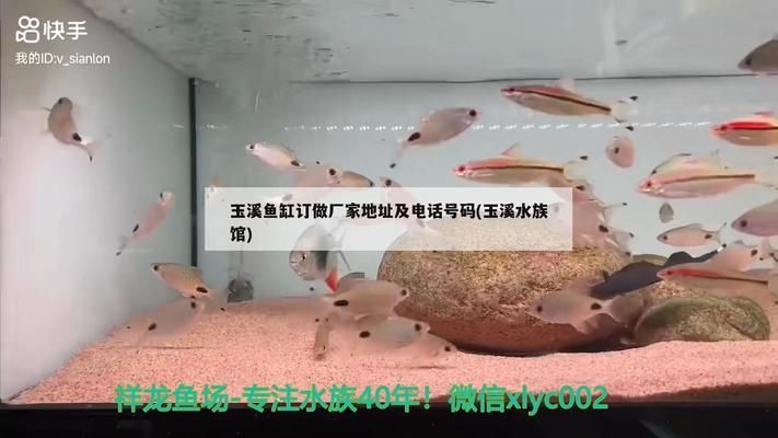 玉溪龙鱼vs玉溪水族批发市场vs玉溪水族馆vs玉溪鱼缸批发市场vs祥龙鱼场：玉溪水族市场最新动态 祥龙鱼场各市分站 第1张