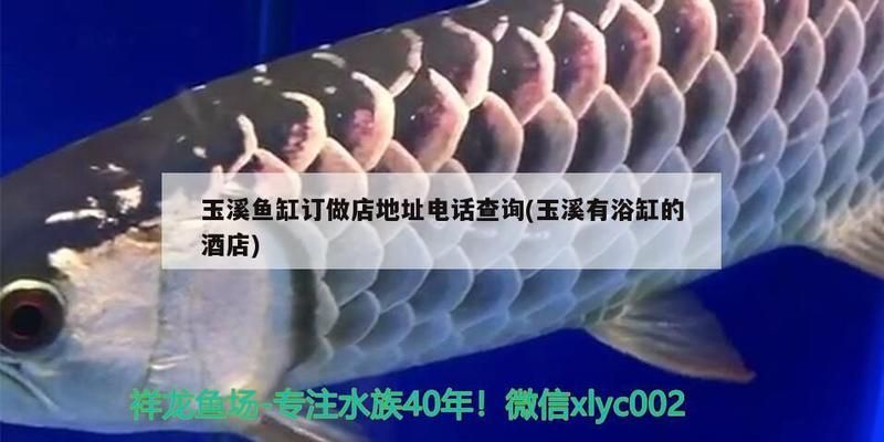 玉溪龙鱼vs玉溪水族批发市场vs玉溪水族馆vs玉溪鱼缸批发市场vs祥龙鱼场：玉溪水族市场最新动态 祥龙鱼场各市分站 第4张