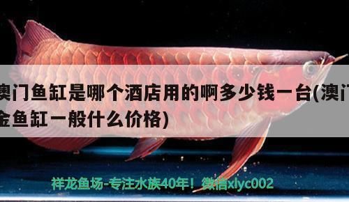 澳门龙鱼vs澳门水族批发市场vs澳门水族馆vs澳门鱼缸批发市场vs祥龙鱼场：澳门水族批发市场 祥龙鱼场各市分站 第3张