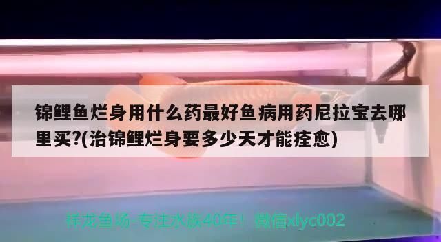 龙鱼身上溃烂用什么药治疗vs祥龙鱼场：龙鱼身上溃烂怎么办 vs祥龙鱼场 第1张