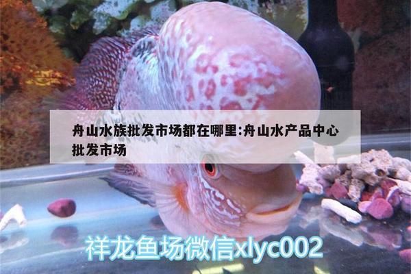 舟山龙鱼vs舟山水族批发市场vs舟山水族馆vs舟山鱼缸批发市场vs祥龙鱼场：舟山水族批发市场 祥龙鱼场各市分站 第2张