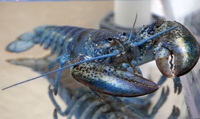 酒泉龙鱼vs酒泉水族批发市场vs酒泉水族馆vs酒泉鱼缸批发市场vs祥龙鱼场：酒泉地区与龙鱼相关的市场、店铺、鱼场信息 祥龙鱼场各市分站 第5张