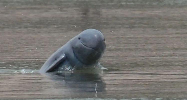 玉树藏族自治州龙鱼vs玉树藏族自治州水族批发市场vs玉树藏族自治州水族馆vs玉树藏族自治州鱼缸批发市场vs祥龙鱼场：玉树地区水族相关产业的发展趋势 祥龙鱼场各市分站 第4张