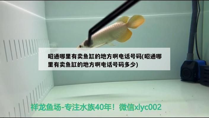 昭通龙鱼vs昭通水族批发市场vs昭通水族馆vs昭通鱼缸批发市场vs祥龙鱼场：昭通水族批发市场 祥龙鱼场各市分站 第1张