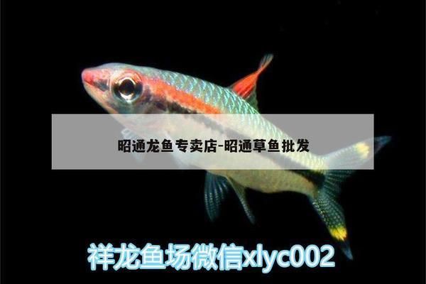 昭通龙鱼vs昭通水族批发市场vs昭通水族馆vs昭通鱼缸批发市场vs祥龙鱼场：昭通水族批发市场 祥龙鱼场各市分站 第4张