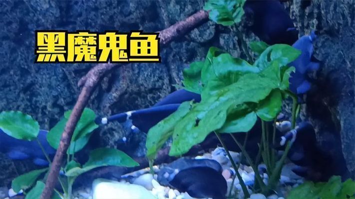 六安龙鱼vs六安水族批发市场vs六安水族馆vs六安鱼缸批发市场vs祥龙鱼场：六安龙鱼、六安水族批发市场、六安鱼缸批发市场信息 祥龙鱼场各市分站 第5张