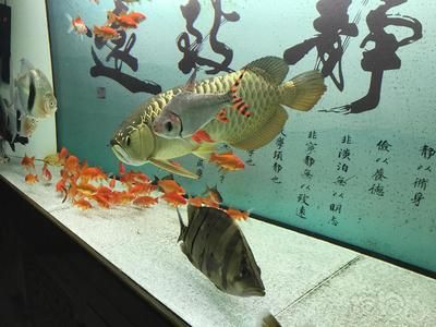 龙鱼适合跟什么鱼一起养：龙鱼混养水族箱布局技巧 龙鱼百科 第3张