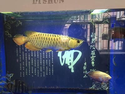 龙鱼适合跟什么鱼一起养：龙鱼混养水族箱布局技巧 龙鱼百科 第5张