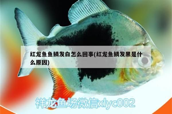 龙鱼伤口发黑怎么回事vs祥龙鱼场：龙鱼伤口发黑可能是由多种因素引起的 vs祥龙鱼场 第2张