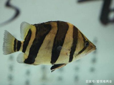 龙鱼底色怎么养护：龙鱼底色养护步骤 水族问答 第1张