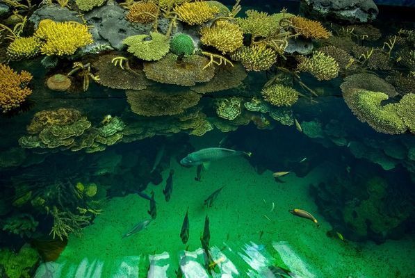 新乡龙鱼vs新乡水族批发市场vs新乡水族馆vs新乡鱼缸批发市场vs祥龙鱼场：新乡水族批发市场 祥龙鱼场各市分站 第1张