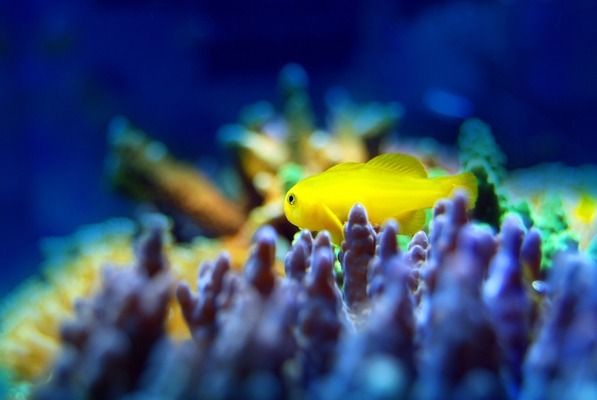 新乡龙鱼vs新乡水族批发市场vs新乡水族馆vs新乡鱼缸批发市场vs祥龙鱼场：新乡水族批发市场 祥龙鱼场各市分站 第5张