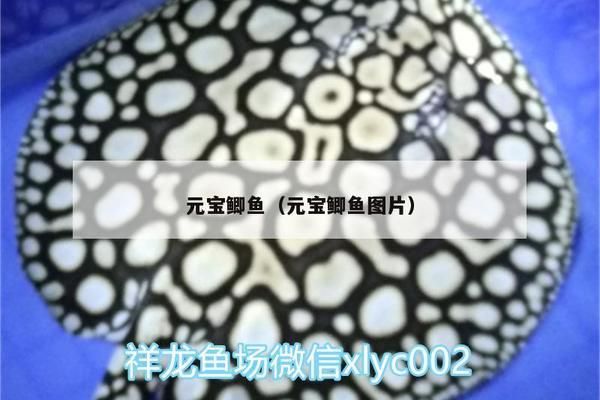 元宝鲫混养环境布置技巧：元宝鲫混养水质管理 龙鱼百科 第1张