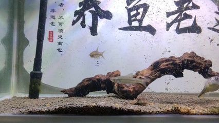 龙鱼烂鳍怎么治疗最好vs祥龙鱼场：祥龙鱼场治疗龙鱼烂鳍的最佳治疗方法和注意事项 vs祥龙鱼场 第2张