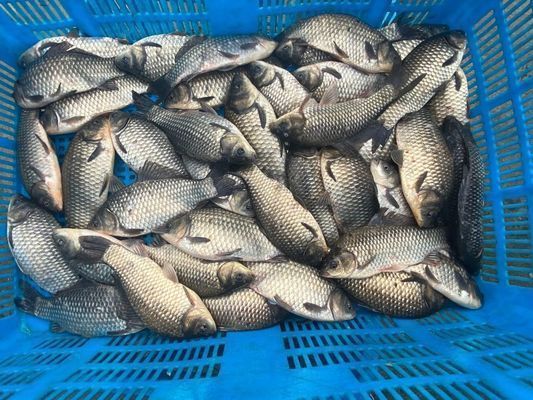 青岛龙鱼vs青岛水族批发市场vs青岛水族馆vs青岛鱼缸批发市场vs祥龙鱼场：青岛水族批发市场价格祥龙鱼场口碑评价青岛水族批发市场价格 祥龙鱼场各市分站 第1张