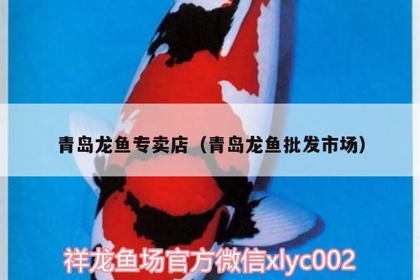 青岛龙鱼vs青岛水族批发市场vs青岛水族馆vs青岛鱼缸批发市场vs祥龙鱼场：青岛水族批发市场价格祥龙鱼场口碑评价青岛水族批发市场价格 祥龙鱼场各市分站 第2张