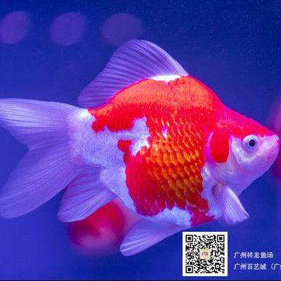 孝感龙鱼vs孝感水族批发市场vs孝感水族馆vs孝感鱼缸批发市场vs祥龙鱼场：孝感水族批发市场 祥龙鱼场各市分站 第1张