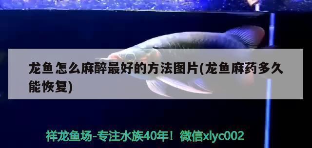 龙鱼鳞片被麻药烧伤怎么恢复vs祥龙鱼场：如何有效、安全地处理龙鱼鳞片问题 vs祥龙鱼场 第1张