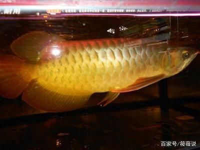 龙鱼雕刻过程：关于龙鱼雕刻的疑问 水族问答 第1张