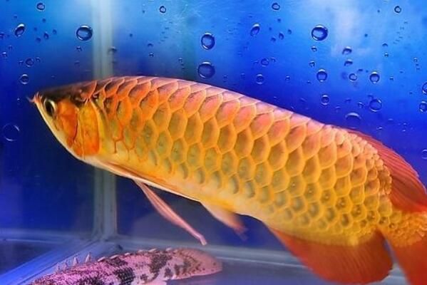 龙鱼雕刻过程：关于龙鱼雕刻的疑问 水族问答 第2张