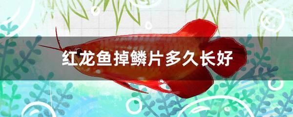 龙鱼鳞片掉了会不会长出来vs祥龙鱼场：龙鱼鳞片掉落后是否能自行生长 vs祥龙鱼场 第2张