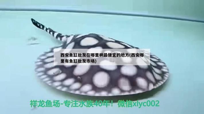 西安龙鱼vs西安水族批发市场vs西安水族馆vs西安鱼缸批发市场vs祥龙鱼场：西安水族批发市场地址祥龙鱼场鱼类品种介绍 祥龙鱼场各市分站 第5张