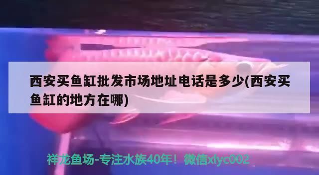 西安龙鱼vs西安水族批发市场vs西安水族馆vs西安鱼缸批发市场vs祥龙鱼场：西安水族批发市场地址祥龙鱼场鱼类品种介绍 祥龙鱼场各市分站 第4张