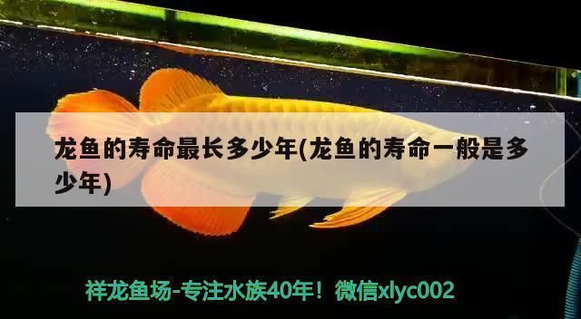 哈尔滨龙鱼vs哈尔滨水族批发市场vs哈尔滨水族馆vs哈尔滨鱼缸批发市场vs祥龙鱼场：哈尔滨水族批发市场 祥龙鱼场各市分站 第4张