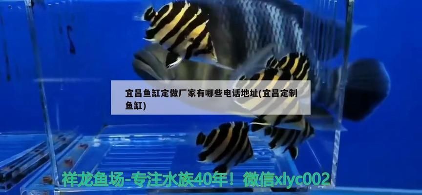 宜昌龙鱼vs宜昌水族批发市场vs宜昌水族馆vs宜昌鱼缸批发市场vs祥龙鱼场：宜昌水族批发市场价格对比祥龙鱼场口碑评价 祥龙鱼场各市分站 第2张