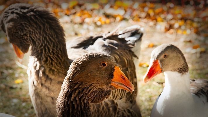 锡林郭勒盟龙鱼vs锡林郭勒盟水族批发市场vs锡林郭勒盟水族馆vs锡林郭勒盟鱼缸批发市场vs祥龙鱼场：锡林郭勒盟水族市场与祥龙鱼场的区别 祥龙鱼场各市分站 第4张