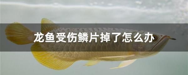 龙鱼摔伤了怎么办vs祥龙鱼场：龙鱼受伤后的急救措施 vs祥龙鱼场 第3张