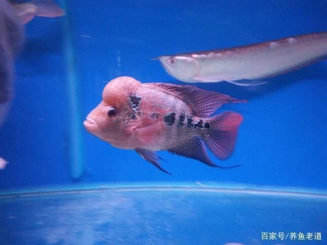 濮阳龙鱼vs濮阳水族批发市场vs濮阳水族馆vs濮阳鱼缸批发市场vs祥龙鱼场：濮阳水族批发市场 祥龙鱼场各市分站 第1张