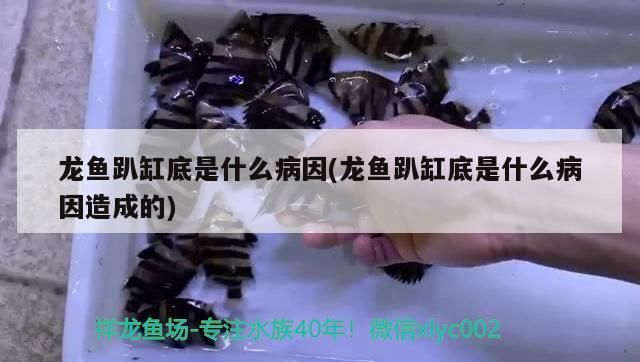 龙鱼趴缸底是什么病因造成的呢vs祥龙鱼场：如何预防龙鱼趴缸底 vs祥龙鱼场 第1张