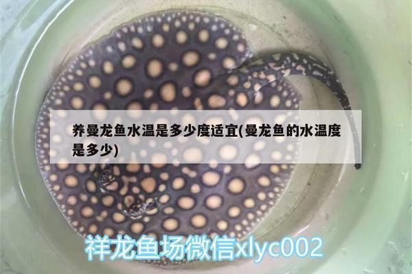 朱巴利鱼繁殖期水温调控：朱巴利鱼在养殖过程中，繁殖期的水温调控至关重要 龙鱼百科 第5张