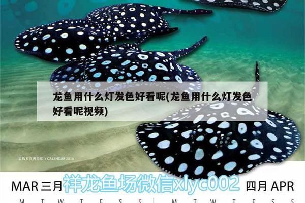 信阳龙鱼vs信阳水族批发市场vs信阳水族馆vs信阳鱼缸批发市场vs祥龙鱼场：信阳地区的几个不同水产市场 祥龙鱼场各市分站 第3张