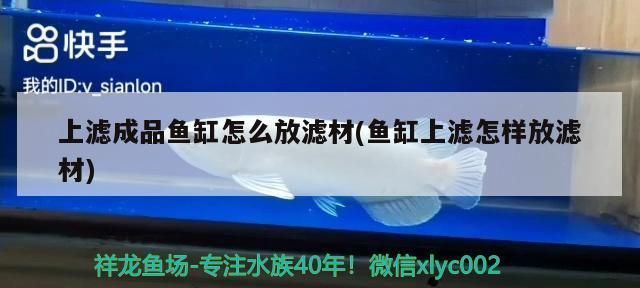 泰安龙鱼vs泰安水族批发市场vs泰安水族馆vs泰安鱼缸批发市场vs祥龙鱼场：泰安龙鱼、泰安水族批发市场、泰安鱼缸批发市场、祥龙鱼场 祥龙鱼场各市分站 第4张