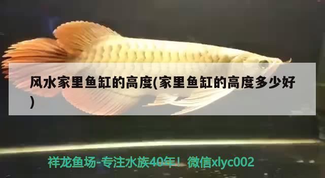 焦作龙鱼vs焦作水族批发市场vs焦作水族馆vs焦作鱼缸批发市场vs祥龙鱼场：河南焦作水族批发市场地址焦作水族批发市场地址介绍 祥龙鱼场各市分站 第1张