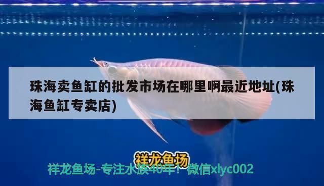 珠海龙鱼vs珠海水族批发市场vs珠海水族馆vs珠海鱼缸批发市场vs祥龙鱼场：珠海龙鱼市场最新价格 祥龙鱼场各市分站 第1张