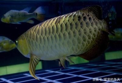 龙鱼掉尾可以恢复么吗：龙鱼掉尾了怎么办 水族问答 第1张