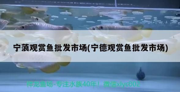 宁德龙鱼vs宁德水族批发市场vs宁德水族馆vs宁德鱼缸批发市场vs祥龙鱼场：宁德水族批发市场 祥龙鱼场各市分站 第2张