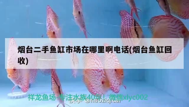 烟台龙鱼vs烟台水族批发市场vs烟台水族馆vs烟台鱼缸批发市场vs祥龙鱼场：烟台水族批发市场 祥龙鱼场各市分站 第3张