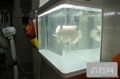 宿迁龙鱼vs宿迁水族批发市场vs宿迁水族馆vs宿迁鱼缸批发市场vs祥龙鱼场：宿迁鱼缸批发市场 祥龙鱼场各市分站 第2张