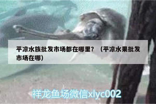 平凉龙鱼vs平凉水族批发市场vs平凉水族馆vs平凉鱼缸批发市场vs祥龙鱼场：平凉水族批发市场 祥龙鱼场各市分站 第2张