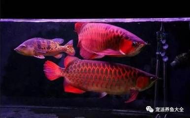 龙鱼掉眼灯光调整：龙鱼掉眼灯光如何调整 水族问答