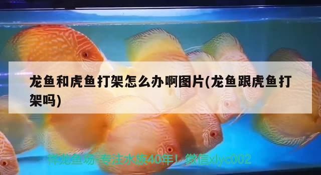 龙鱼和虎打架怎么办啊：龙鱼和虎鱼打架怎么办 龙鱼百科 第2张